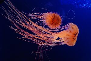 Более всего у медуз интересны так называемые стрекательные клетки. Все медузы обладают ими. Они выглядят как капсулы, наполненные ядом.