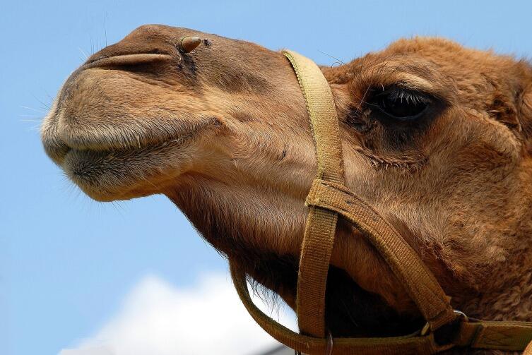 Верблюды используют запасы жира в качестве дополнительного источника воды