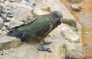 Почему попугаи кеа не стали символом Новой Зеландии?