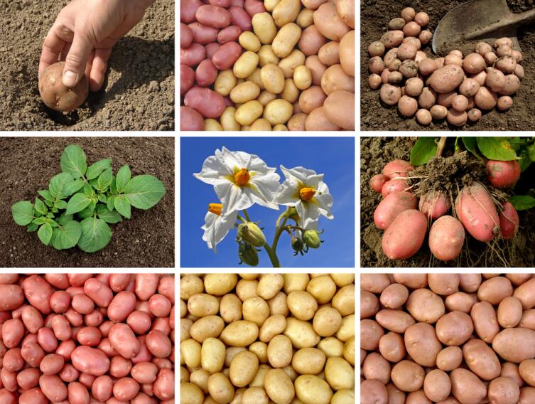 Сколько лет культуре картофеля и как он пришел в наш рацион?