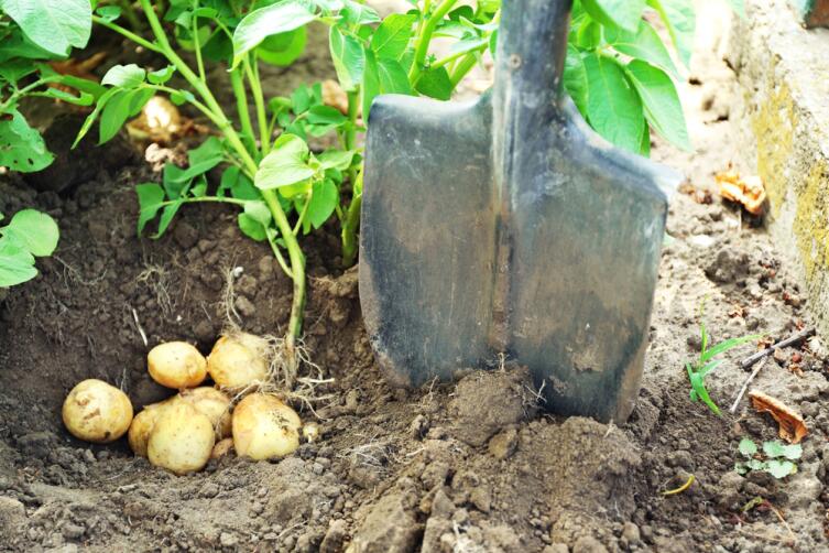 Сколько лет культуре картофеля и как он пришел в наш рацион?