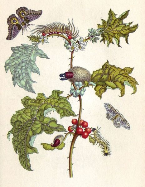 Иллюстрация из книги «Metamorphosis insectorum surinamensium» работы Марии Сибиллы Мериан