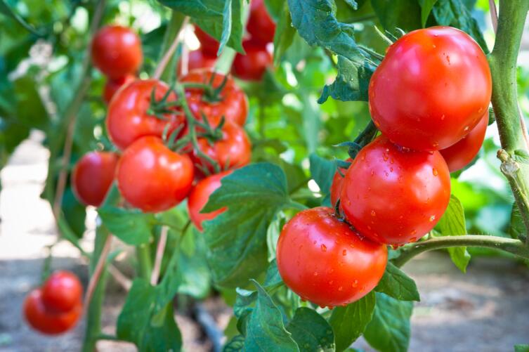 Кто такой Джеймс Бейли и какова его роль в истории помидоров?