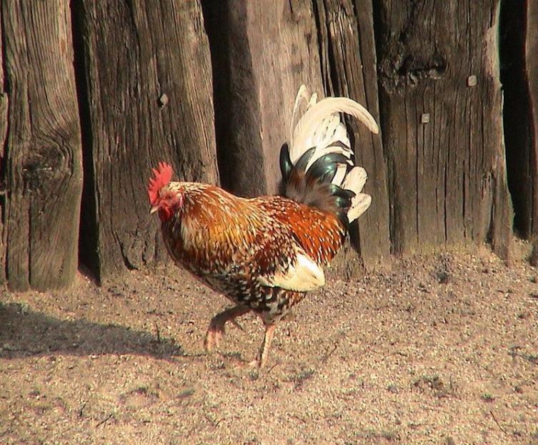 Год Петуха. Стоит ли сравнивать мужчину с петухом?