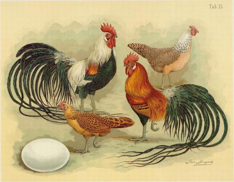 Петух феник