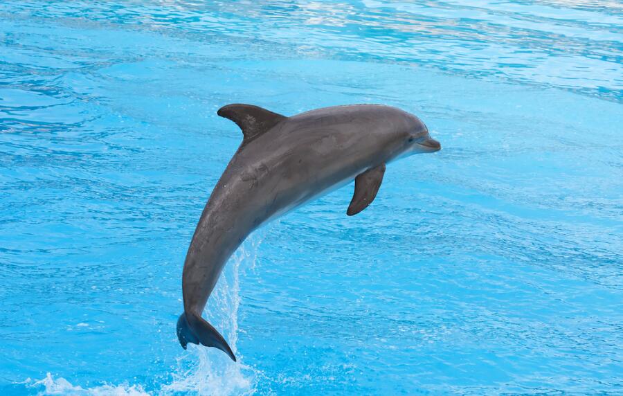 Дельфин афалина
