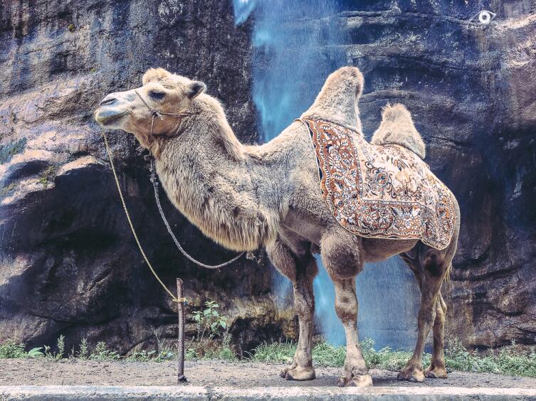 Загадки Кавказа. Какие тайны хранит Чегемское ущелье?