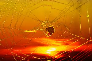 Как помочь ребёнку не бояться пауков? Сказка «Янтарный паучок»