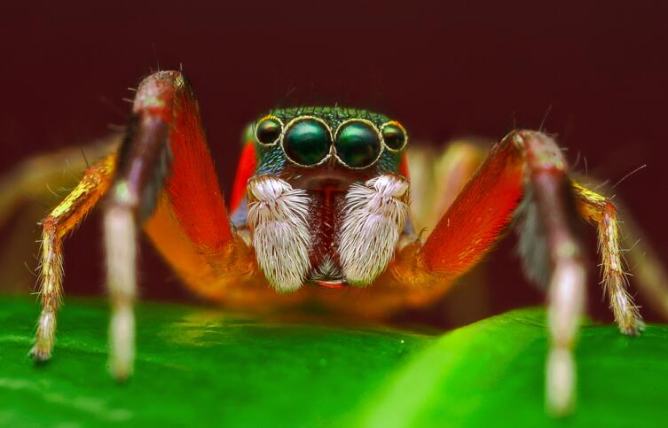 Как помочь ребёнку не бояться пауков? Сказка «Янтарный паучок»