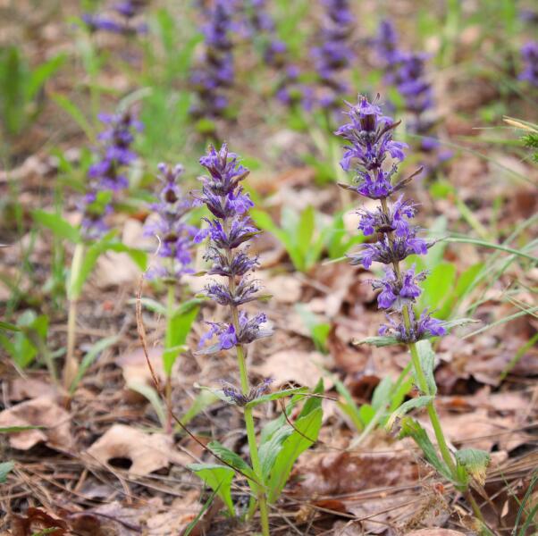 Змееголовник. Как вырастить дракончика в саду?