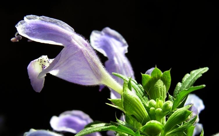 Цветки змееголовника молдавского, сорт Горыныч