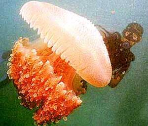 Медуза - Цианея