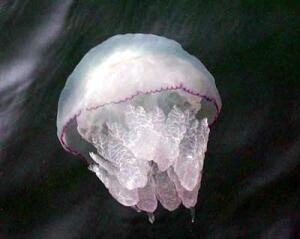 Медуза - Корнерот