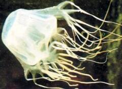 Кубомедуза