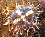 Медуза - Крестовичок