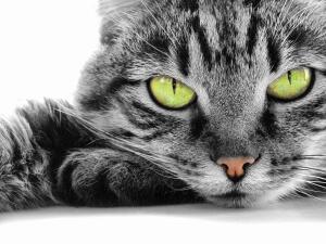 Почему кошки линяют? Возможные причины обильной линьки у кошек