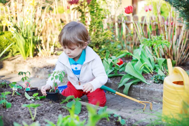 Как приобщить ребёнка к садово-огородным работам? Волшебные помидоры
