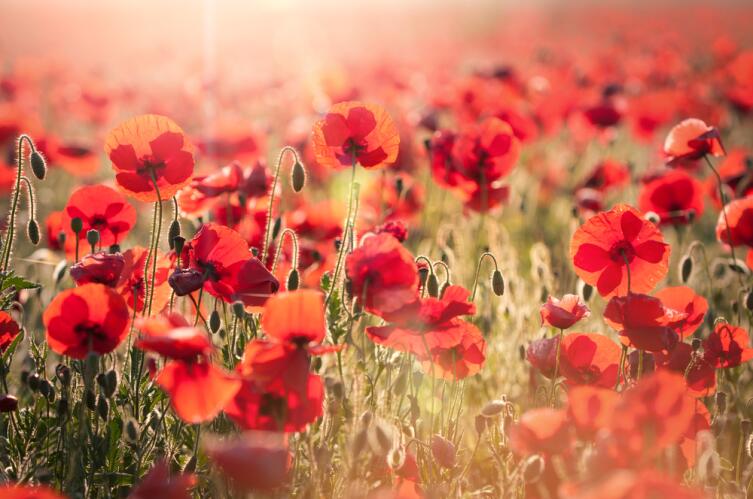 Кто главный производитель маковых семян в мире?