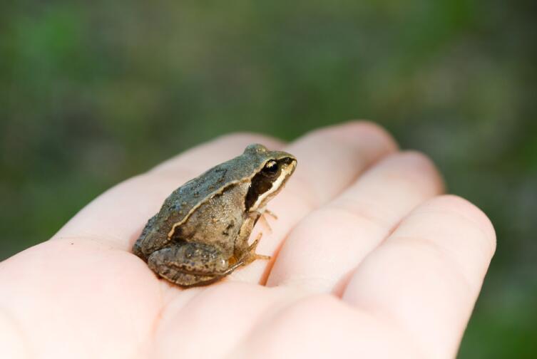 Как помочь ребёнку подружиться с лягушками? Как помочь ребёнку подружиться с лягушками?