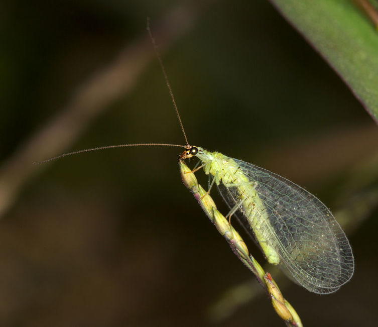 Обыкновенная златоглазка, Chrysopa oculata