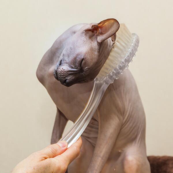 Как кошки рассказывают людям о своей любви?