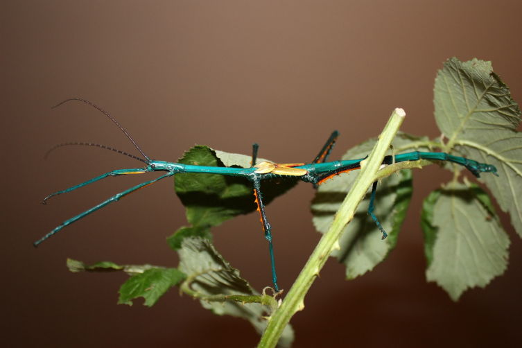 Achrioptera fallax