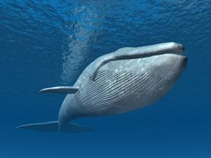 Что такое игра «Синий кит» и как от нее спасти своего ребенка?