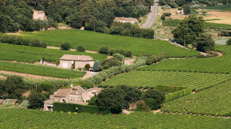 Виноградники на юге Франции. Здесь прошло детство Ипполита Мего-Мурье