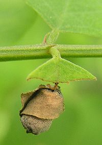 Бочковидно свёрнутый лист трубковёртом Apoderus erythrogaster