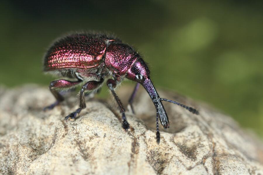 Вишнёвый слоник - Epirhynchites (Rhynchites) auratus