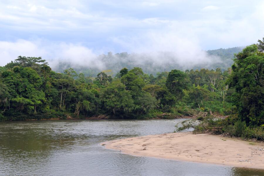 Леса Амазонии - дикие джунгли или культурные плантации?