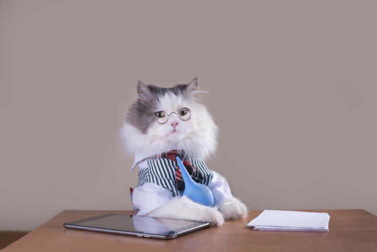 Почему кошка кусается? Причины проявления агрессии у кошек Почему кошка кусается? Причины проявления агрессии у кошек