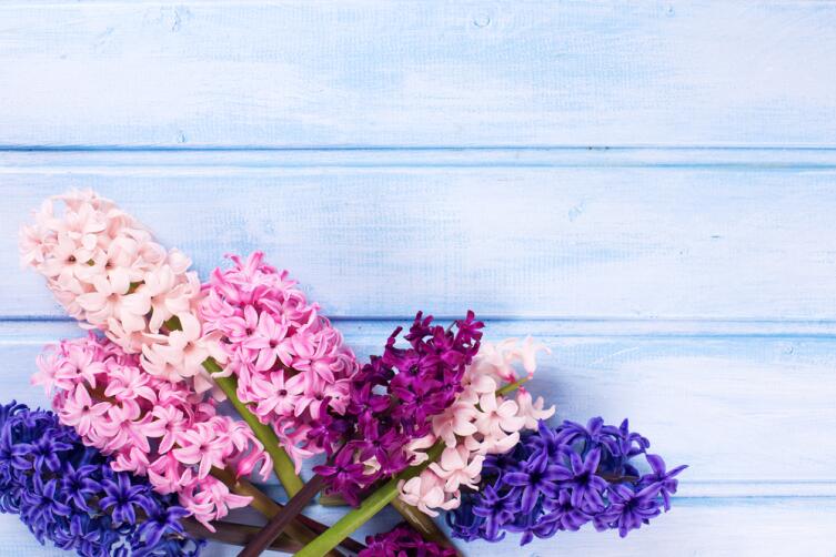 Гиацинт: как вырастить цветок дождя?