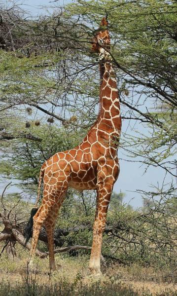 Почему жираф не падает в обморок?