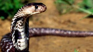 Заклинатель змей: почему кобра танцует под звуки дудочки?