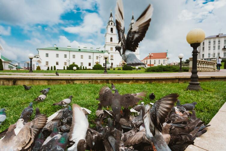 Как вылечить больного голубя и затем выпустить его на волю?