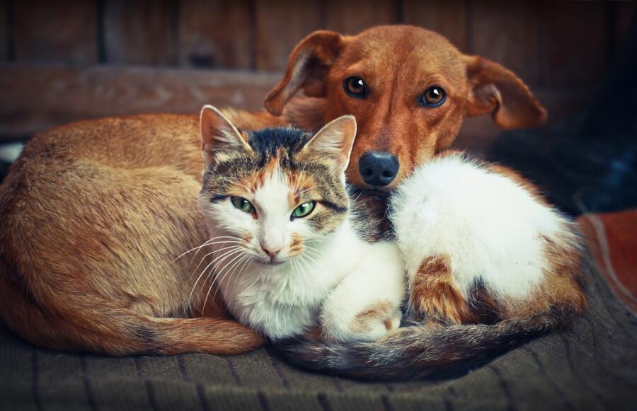 Как давать лекарства кошкам и собакам?