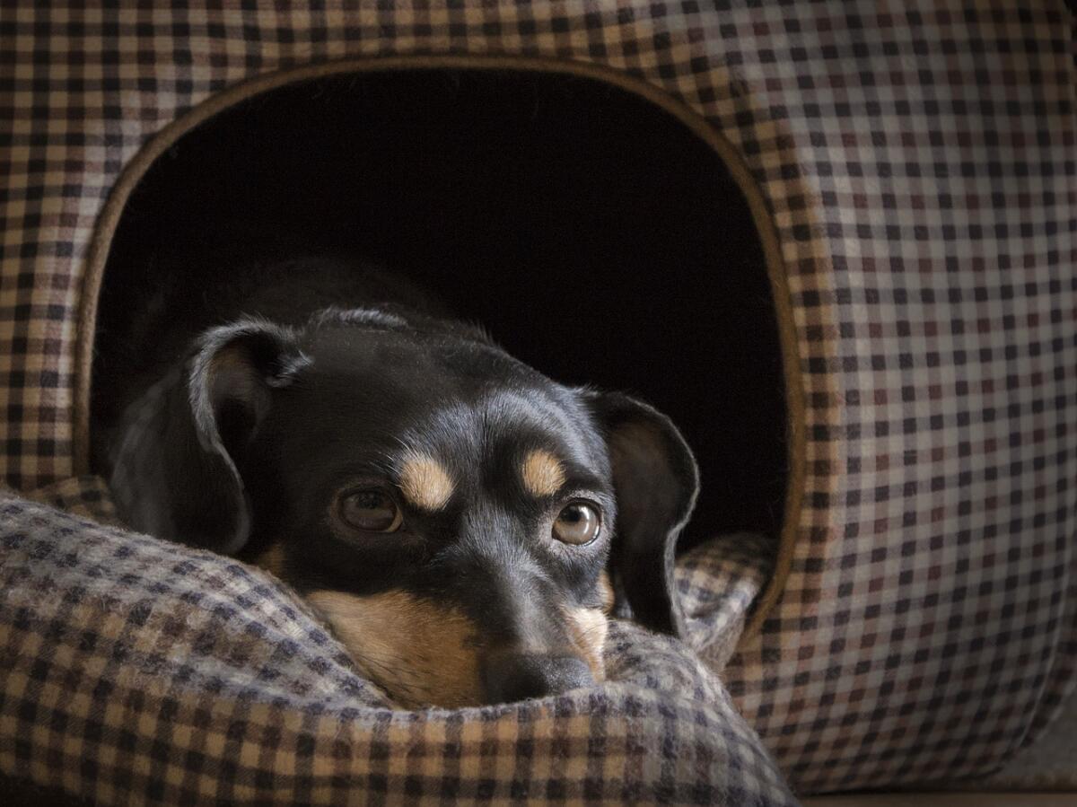 Какие бывают дома и лежаки для собак
