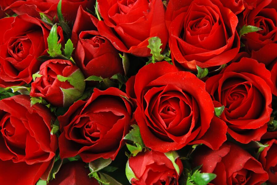 Почему Алла Пугачёва не любила песню «Миллион алых роз»?