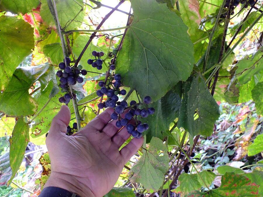 Чем привлекателен для садовода Амурский виноград?