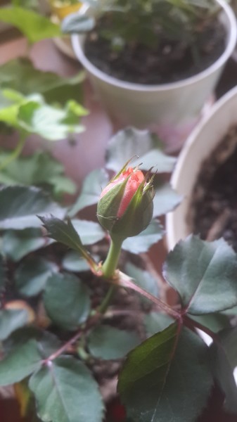 Как выращивать домашнюю розу?