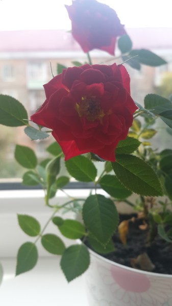 Как выращивать домашнюю розу? Как выращивать домашнюю розу?