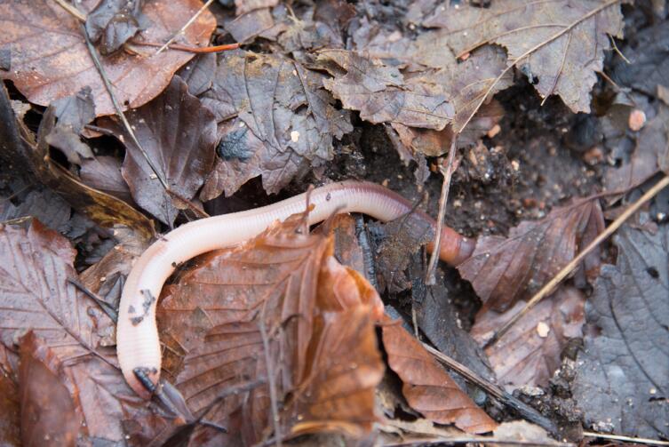 Дачные хлопоты. Как сажать растения на глинистой почве?