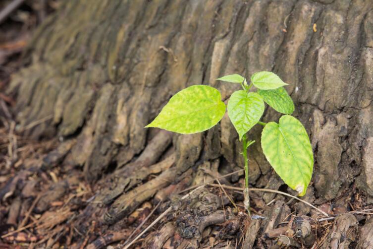 Дачные хлопоты. Как сажать растения на глинистой почве?