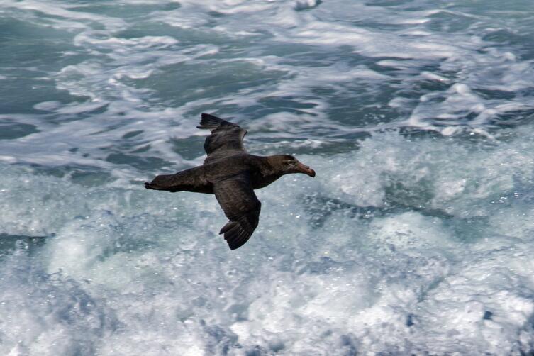 Буревестник - символ моря и непогоды. Чем он интересен? Буревестник - символ моря и непогоды. Чем он интересен?