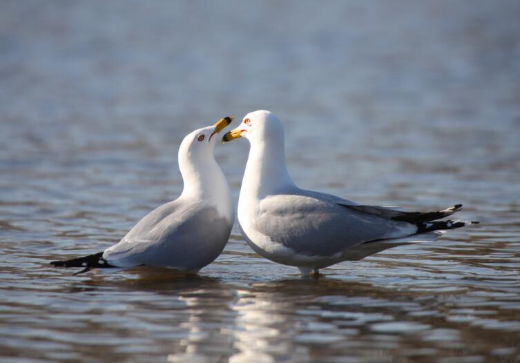 Буревестник - символ моря и непогоды. Чем он интересен? Буревестник - символ моря и непогоды. Чем он интересен?