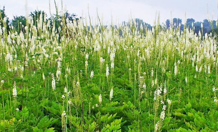 Цимицифуга Цимицифуга