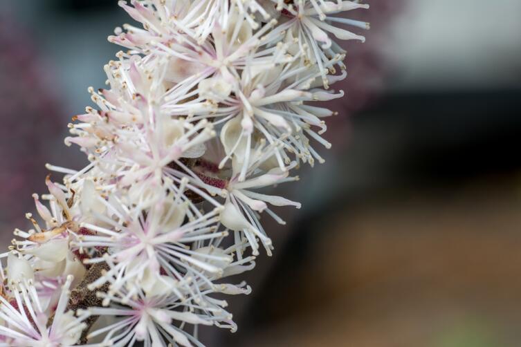 Цимицифуга Цимицифуга