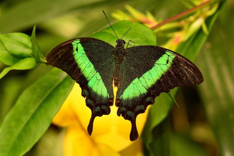 Зеленополосая бабочка-павлин - ее роскошные крылышки переливаются бирюзой, что отличает ее от всех остальных существующих дневных видов. 