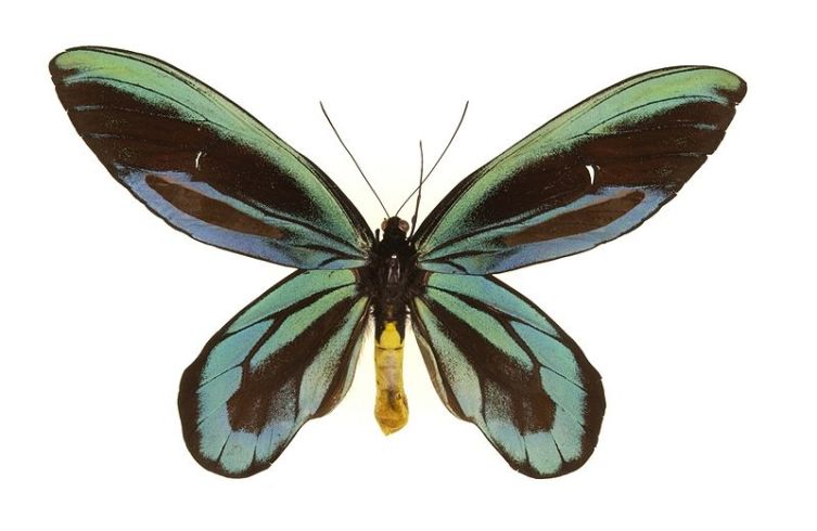 Королева Александра - один из самых крупных видов бабочек во всем мире с размахом крыльев до 30 см. 